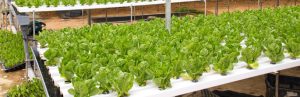 Hydroponics
