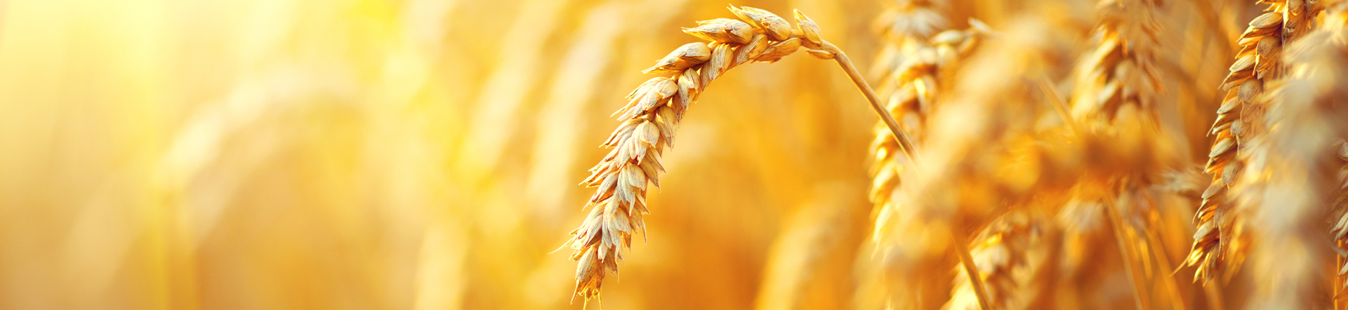 macro shot of wheat