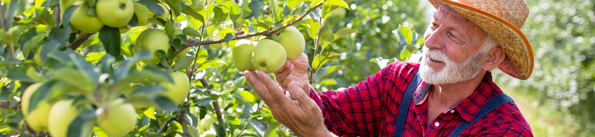 man looking at green apples on the tree